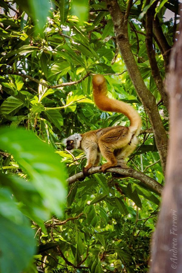 Sakatia Lodge Ampasimena Bagian luar foto